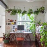 Home office: 10 plantas para estimular a concentração no trabalho